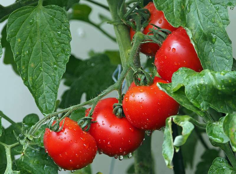 <b>Tomatoes prefer red mulch. Who knew? </b>Photo by&nbsp;<a href="https://pixabay.com/users/kie-ker-2367988/?utm_source=link-attribution&amp;utm_medium=referral&amp;utm_campaign=image&amp;utm_content=1561565">kie-ker</a>&nbsp;from&nbsp;<a href="https://pixabay.com/?utm_source=link-attribution&amp;utm_medium=referral&amp;utm_campaign=image&amp;utm_content=1561565">Pixabay</a>