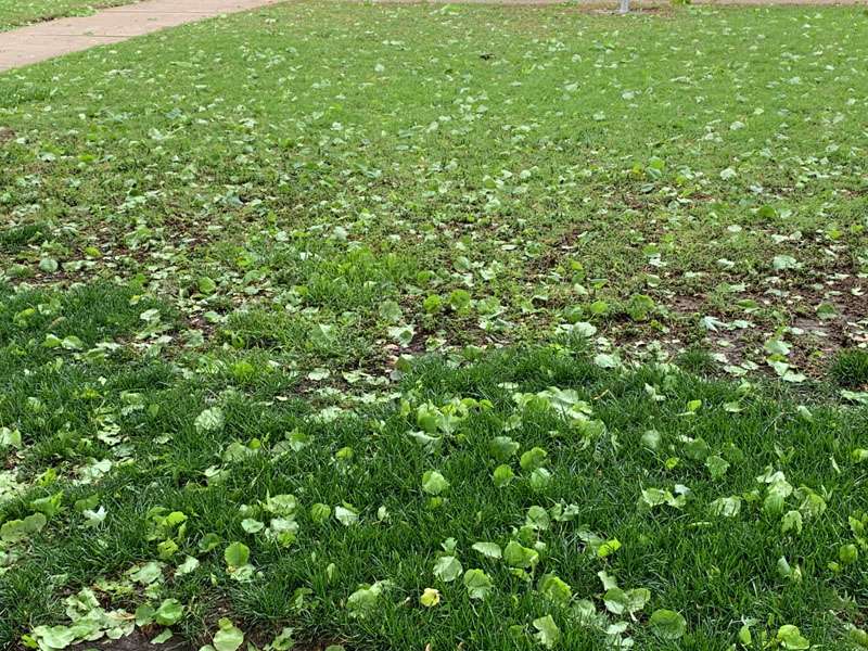 <b>Many Salinans awoke Sunday morning to scenes reminiscent of fall as leaves littered the ground, after Saturday night thunderstorms that brought with them hail.</b> Salina Post photo