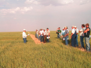 Extension wheat plot tour (File photo)