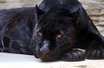 Groups call for reintroduction of jaguars in US Southwest