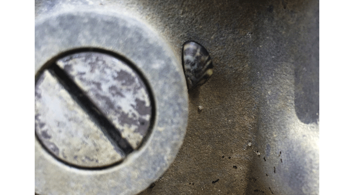 This zebra mussel was discovered on a boat’s transom over the Memorial Day weekend at Lewis and Clark Reservoir. (Nebraska Game and Parks Commission)