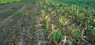 <b>written by: Stacy Campbell - Cottonwood Extension District</b>