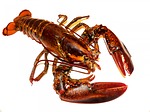 Lobster lovers feeling the pinch as summer nears