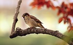 Find 100 birds during Nebraska parks centennial year