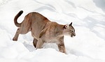 Commissioners approve mountain lion, river otter seasons