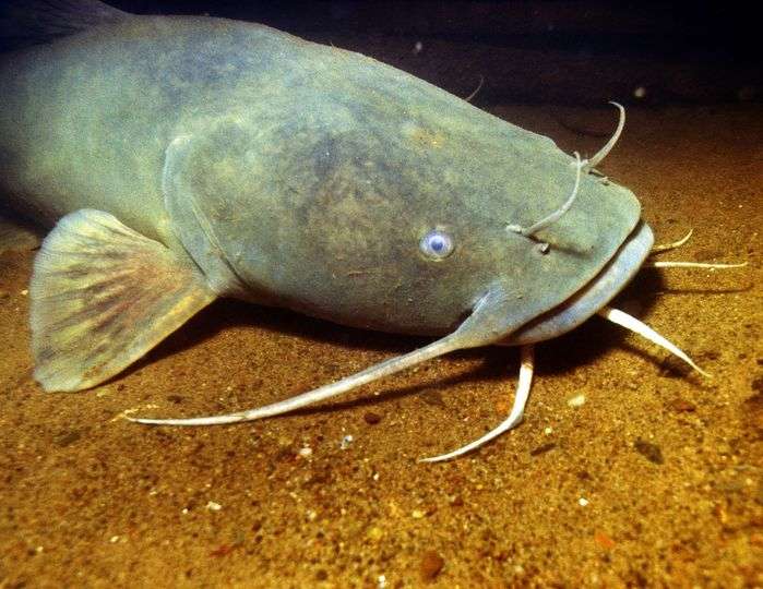 <b>Would you stick your hand in the water to catch that? </b>From
the <a href="https://www.facebook.com/kdwpt/">Kansas Department of Wildlife, Parks and Tourism</a> Facebook page 