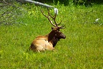 Commission approves Free-earned Landowner Elk Permit Program