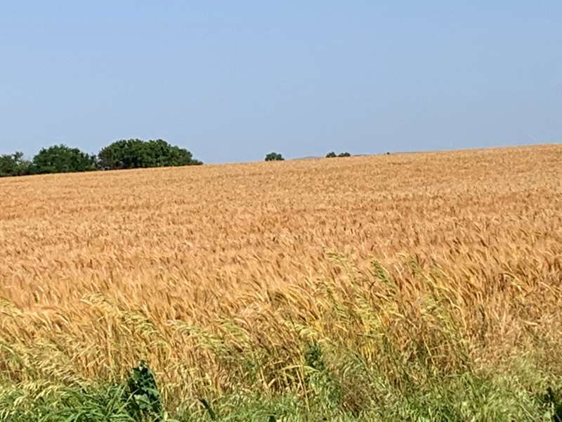 <b>A wheat field along Kansas Highway 4 in southern Saline County. </b>Salina Post file photo