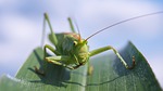 Western drought brings another woe: voracious grasshoppers