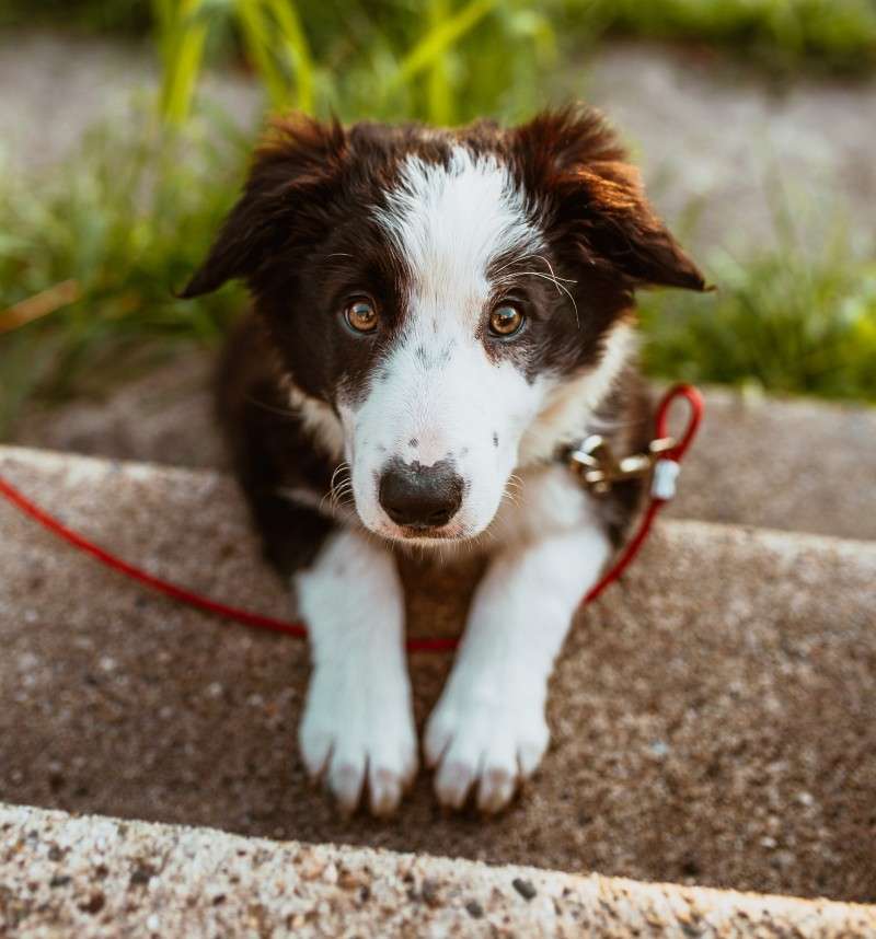 <b>Searches and shelter intakes are&nbsp;higher around the Fourth of July holiday than any other time of the year due to pets' reactions to fireworks.</b>&nbsp;

Photo by&nbsp;<a href="https://unsplash.com/@joshhild?utm_source=unsplash&amp;utm_medium=referral&amp;utm_content=creditCopyText">Josh Hild</a>&nbsp;on&nbsp;<a href="https://unsplash.com/s/photos/scared-dog?utm_source=unsplash&amp;utm_medium=referral&amp;utm_content=creditCopyText">Unsplash</a>