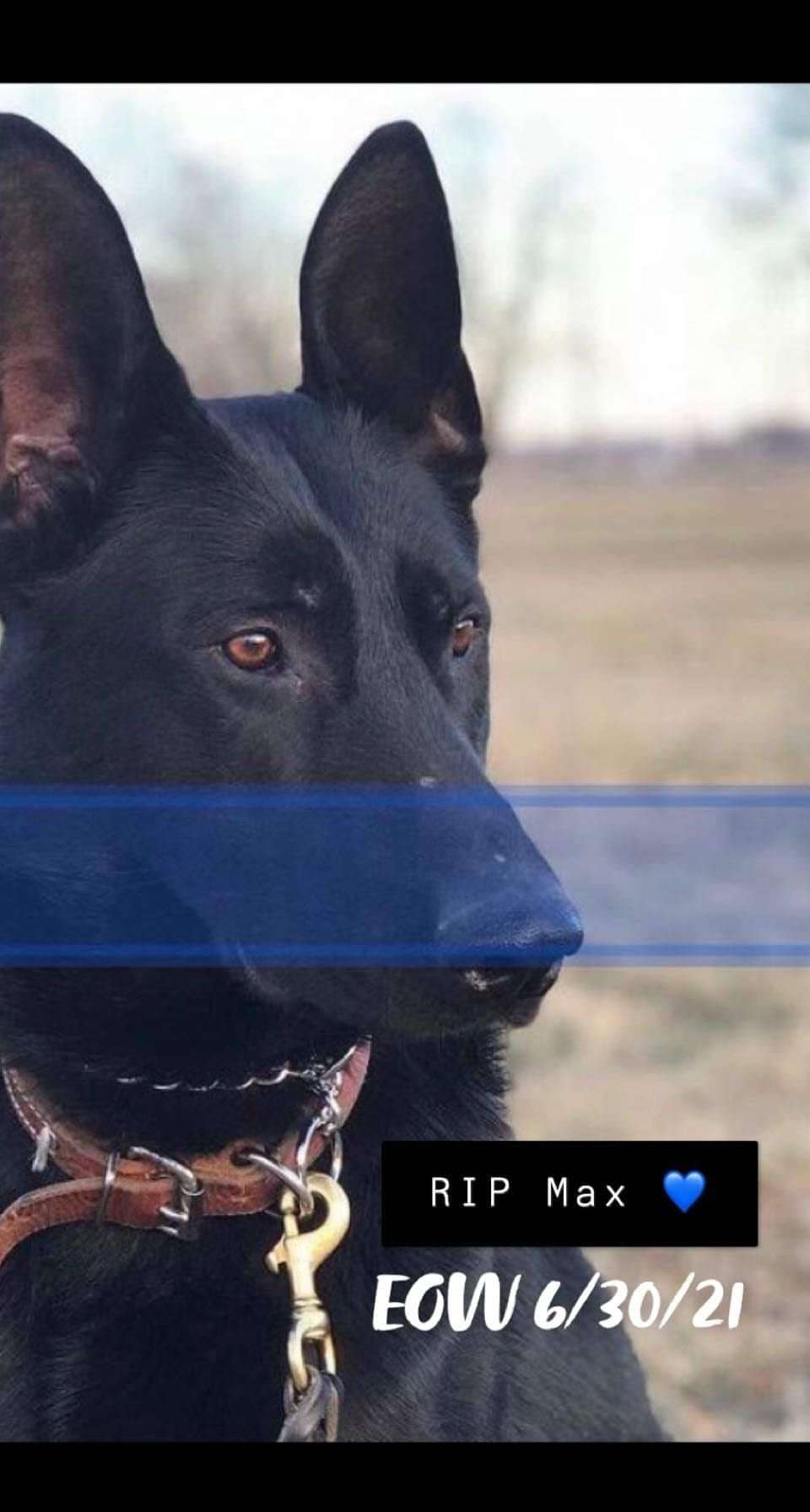 K9 Max/Photo courtesy of the St. Joseph Police Dept.