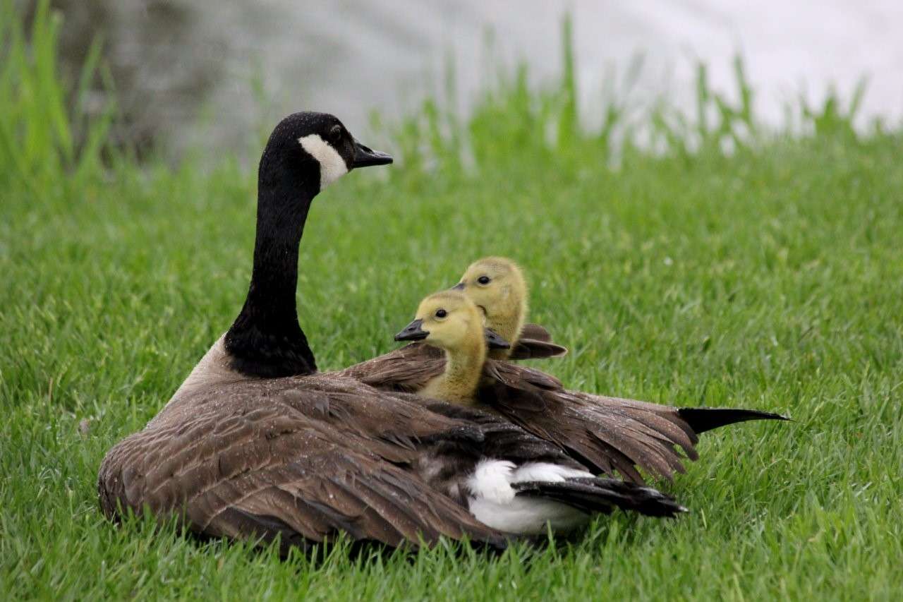Peek-a-Boo - Ruthe Meter