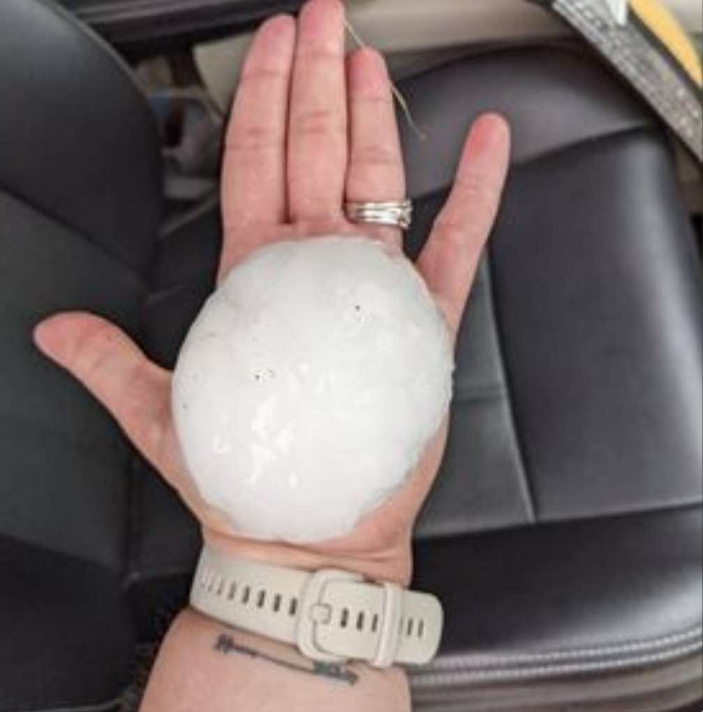 Melissa Heupel, Buchfinck Ave. Alliance