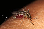 City of Great Bend to begin spraying for mosquitoes twice a week