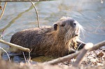 Beaver hunting under the microscope in South Dakota