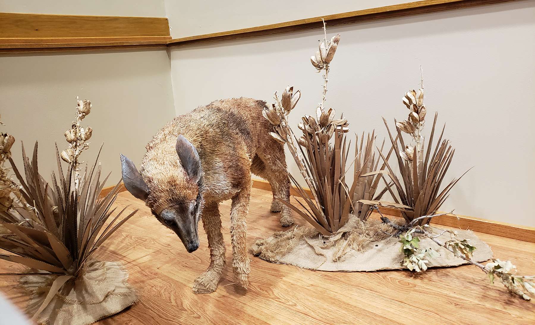 This coyote, surrounded by brush, is part of the final installation of the Spirit of the Plains exhibit at the Mari Sandoz High Plains Heritage Center in Chadron.