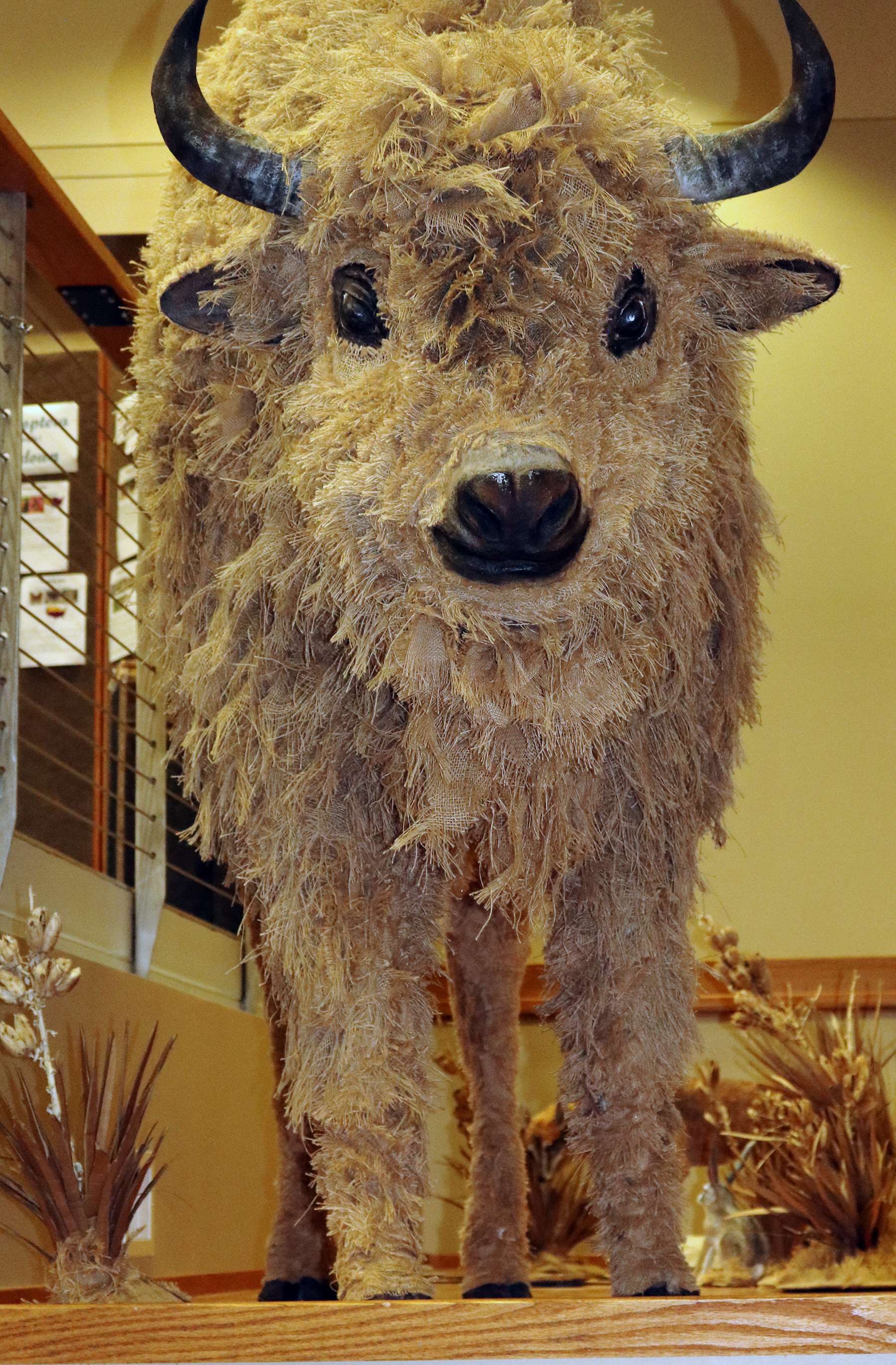 Kola the buffalo, made of cardboard and burlap, has awaited company at the Sandoz Center since April. The final installation of the Spirit of the Plains exhibit was unveiled earlier this month, including a coyote and rabbit, additional brush and rocks with visible fossils.