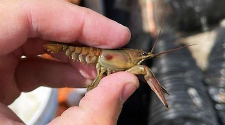 <b>Researchers discovered invasive Rusty Crayfish, like this one, in the McPherson State Fishing Lake. </b>Photo courtesy Kansas Department of Wildlife and Parks
