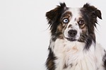 National Australian Shepherd competition coming to Fonner Park