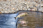 Warming rivers in US West killing fish, imperiling industry