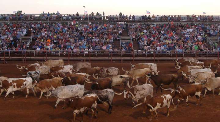 <b>A herd of Texas longhorn steers will be in Abilene for the Wild Bill Hickok Rodeo and the Central Kansas Free Fair parade next month. They are the same breed as was driven from Texas to Abilene by cowboys more than 150 years ago.</b> Photo courtesy Wild Bill Hickok Rodeo