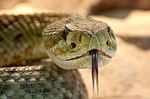 Veterinarian confirms rattlesnake bite killed pet at Kansas home