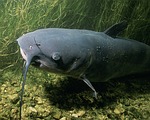 Big catfish splash into Cunningham Lake prior to opener