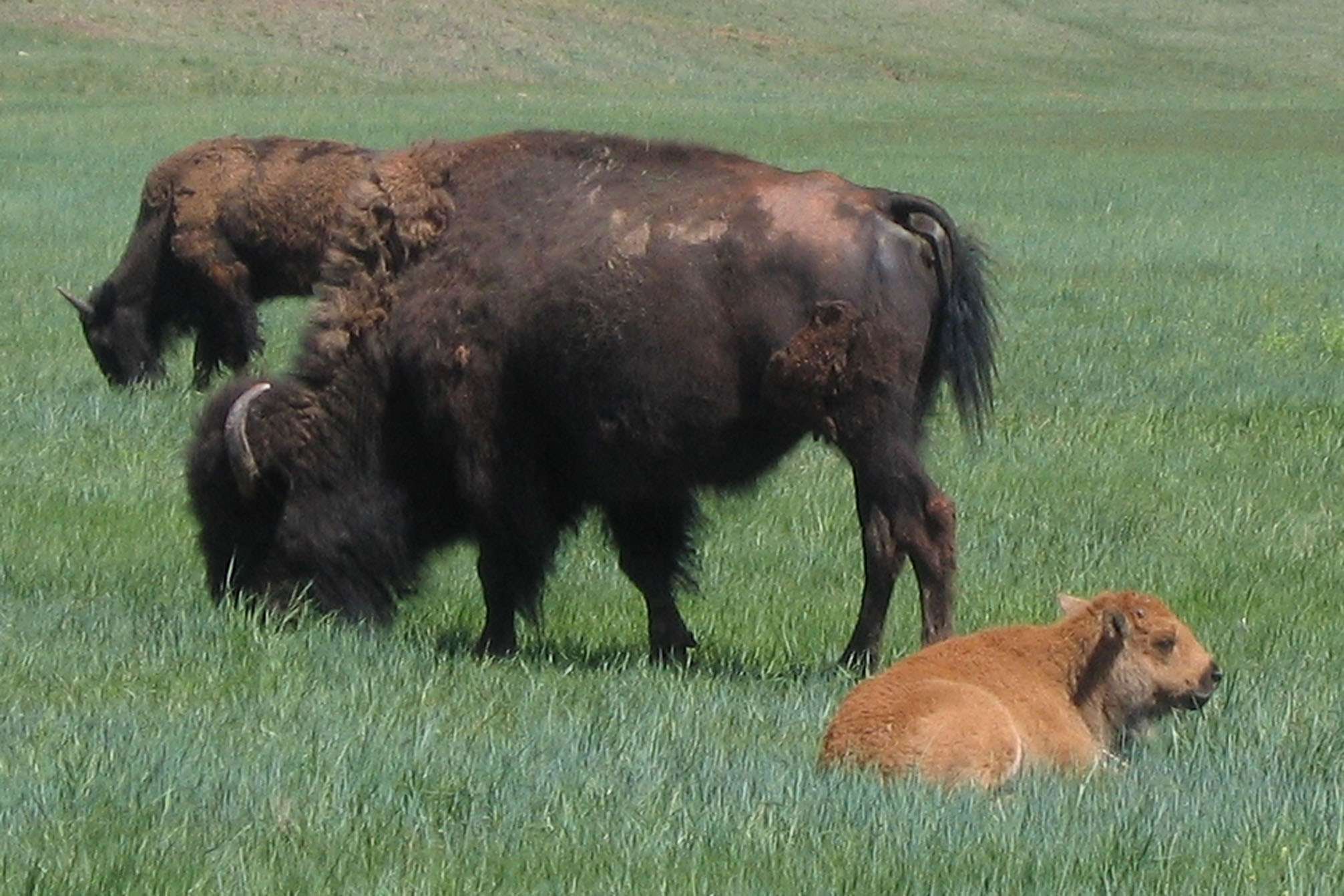 Wind Cave National Park will host a free program about the importance of Wind Cave and bison to the Lakota people August 14 at 8 p.m. (NPS Photo)