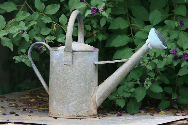 <b>K-State's Upham said plants need special care during hot weather. </b>
Photo by <a href="https://pixabay.com/users/publicdomainpictures-14/?utm_source=link-attribution&utm_medium=referral&utm_campaign=image&utm_content=316632">PublicDomainPictures</a> from <a href="https://pixabay.com/?utm_source=link-attribution&utm_medium=referral&utm_campaign=image&utm_content=316632">Pixabay</a>