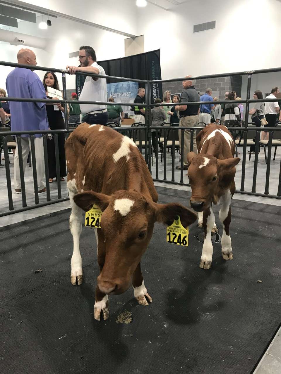 NW Ag Guernsey Calves&nbsp;