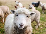 Nebraska sheep farmer indicted on federal bank fraud counts