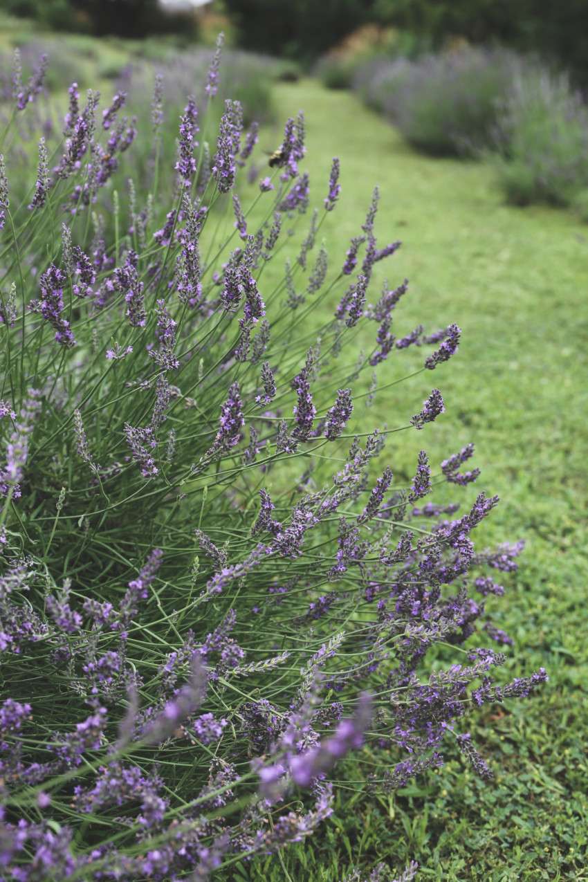 <b>Lavender</b>