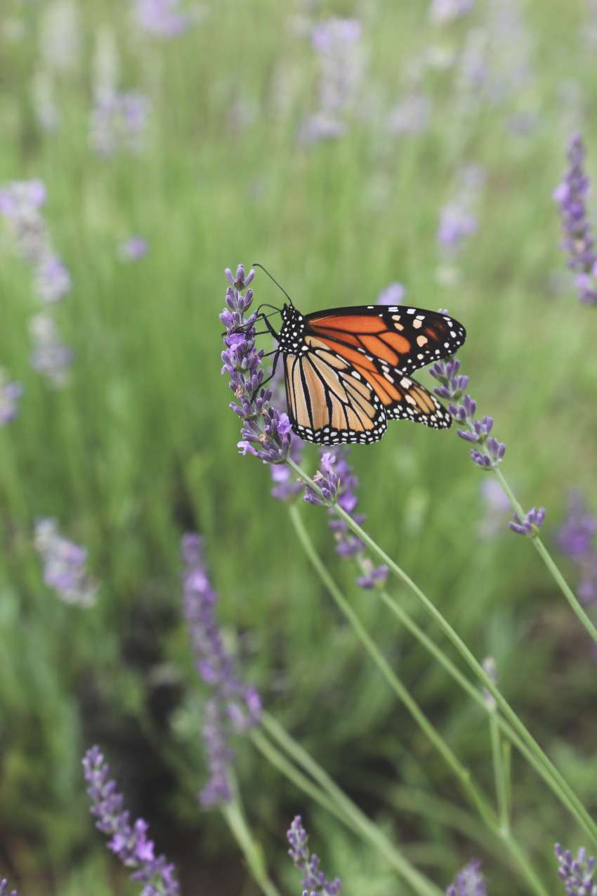<b>A monarch butterfly enjoys the lavender.</b>