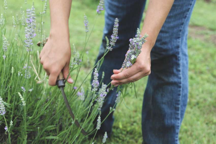 <b>Harvesting lavender buds</b>