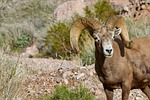 Commission approves 2022 bighorn sheep season