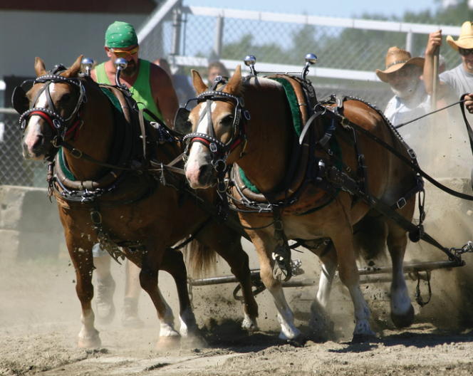 Draft horse pull photo courtesy Chisholm Trail Days