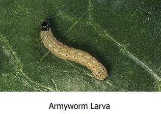 <b>written by: Lauren Fick - Cottonwood Extension District</b>