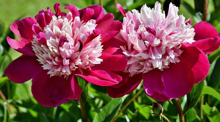 <b>K-State's Ward Upham shares tips for success with peonies.</b>&nbsp;

Image by&nbsp;<a href="https://pixabay.com/users/capri23auto-1767157/?utm_source=link-attribution&amp;utm_medium=referral&amp;utm_campaign=image&amp;utm_content=4317849">Capri23auto</a>&nbsp;from&nbsp;<a href="https://pixabay.com/?utm_source=link-attribution&amp;utm_medium=referral&amp;utm_campaign=image&amp;utm_content=4317849">Pixabay</a>