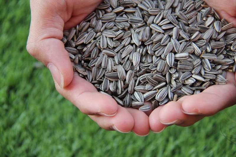 <b>The black and white coloration of sunflower seeds isn’t just for show, it can actually aid in deciding when to harvest them, according to K-State's Ward Upham.</b> Photo courtesy KSRE