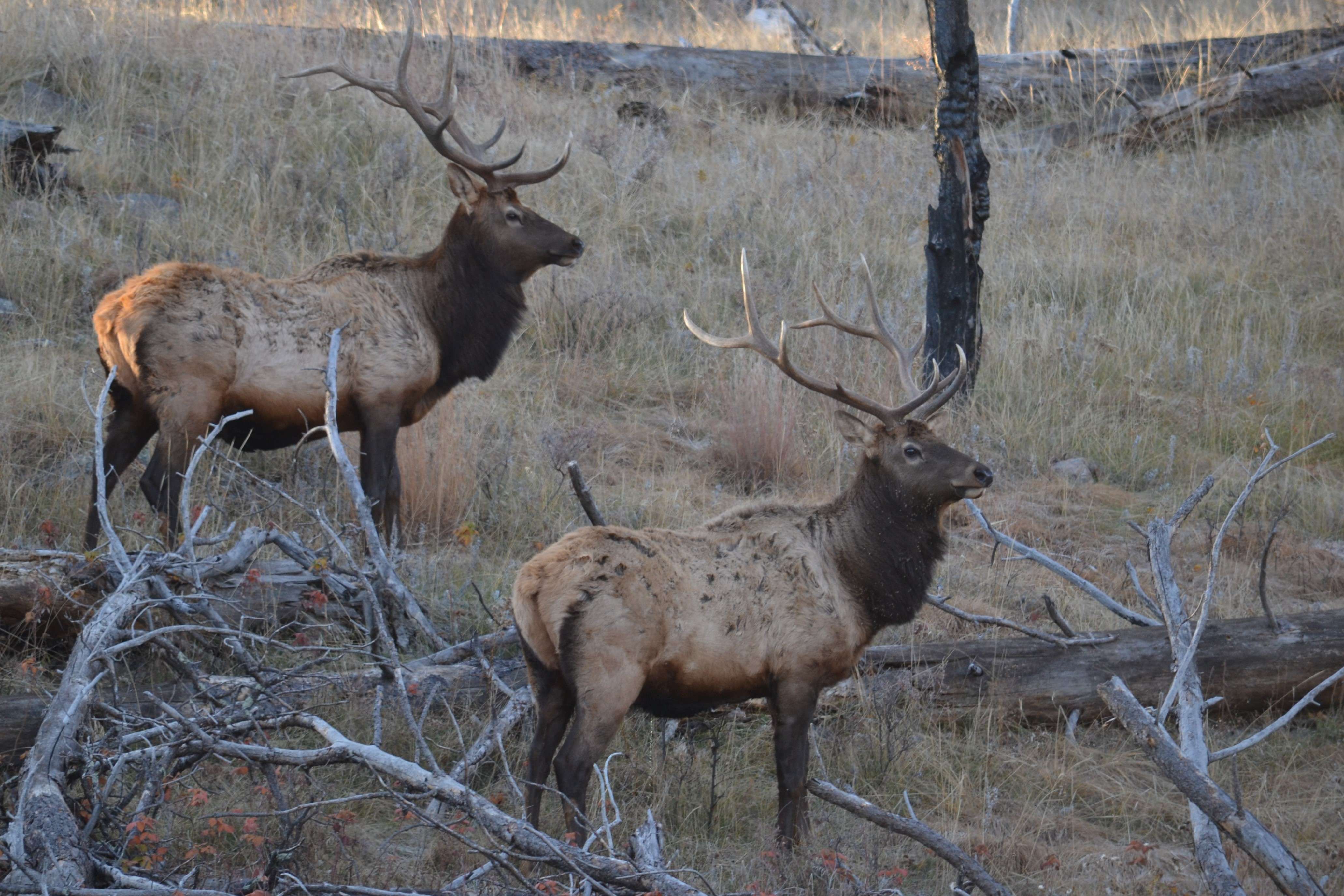 Rangers at Wind Cave National Park will be offering tours to listen for elk bugling in September and October.  (NPS Photo)&nbsp;