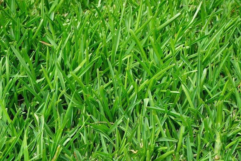 <b>Consider overseeding your grass.</b>&nbsp;

Image by&nbsp;<a href="https://pixabay.com/users/hans-2/?utm_source=link-attribution&amp;utm_medium=referral&amp;utm_campaign=image&amp;utm_content=375586">Hans Braxmeier</a>&nbsp;from&nbsp;<a href="https://pixabay.com/?utm_source=link-attribution&amp;utm_medium=referral&amp;utm_campaign=image&amp;utm_content=375586">Pixabay</a>