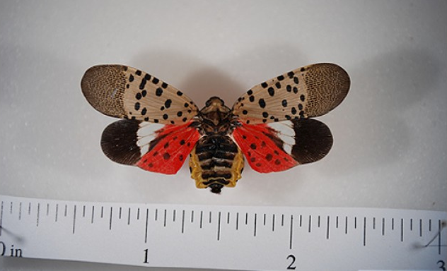 Pinned spotted lanternfly adult with wings open. Note the bright red coloration now visible on the hindwings. This cannot be seen when the insect is at rest. Pennsylvania Department of Agriculture