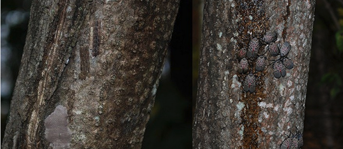 Top left: Hatched spotted lanternfly egg masses | Bottom left: Unhatched spotted lanternfly egg masses | Right: Mature spotted lanternfly. Pennsylvania Department of Agriculture