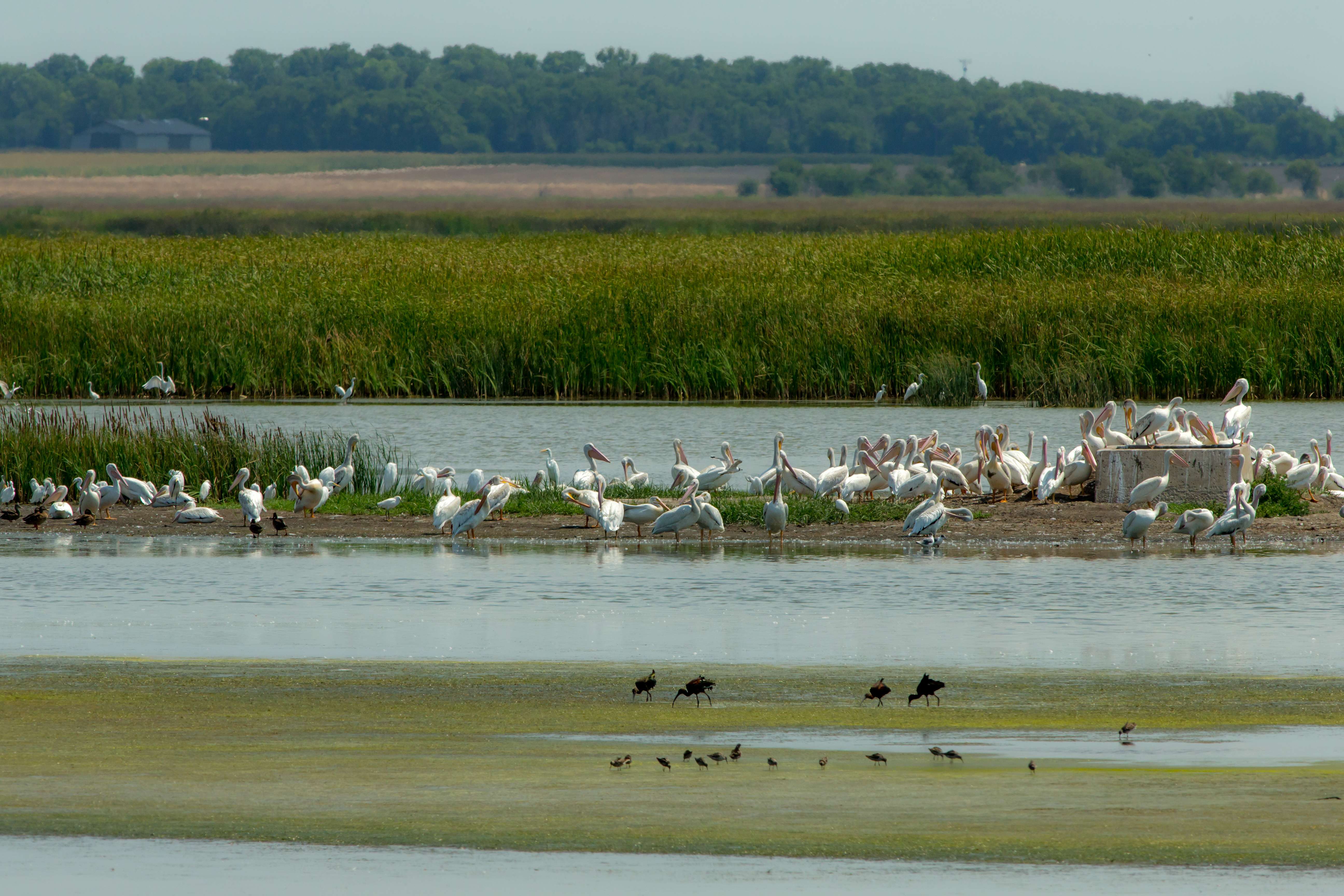 Cheyenne Bottoms (Photo by FHSU Kansas Wildlife Education Center)