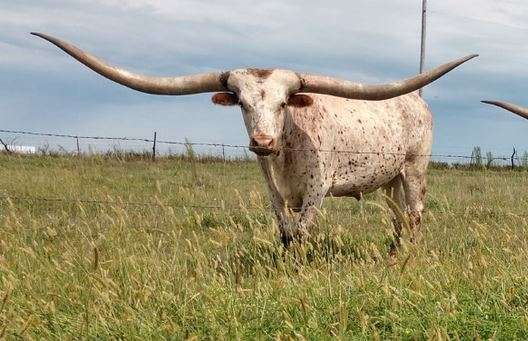<b>One of the Lazy J longhorns.</b> Photo courtesy KSRE