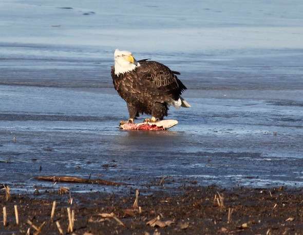 Photo by Bill Graham, Missouri Department of Conservation