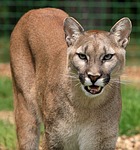 Mountain lion season ends with four harvested in Pine Ridge