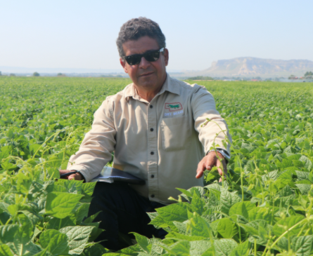 Dry Bean Breeding Specialist Carlos Urrea and his crew worked both outside and indoors to carry out variety trials in 2021.