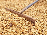Weekly wheat, bean inspections increase