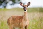 Kan. wildlife officials to review deer, coyote and trout regulations